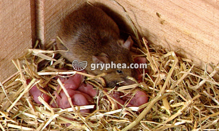 La reproduction d’un mammifère - la Souris - extrait - gryphea.com